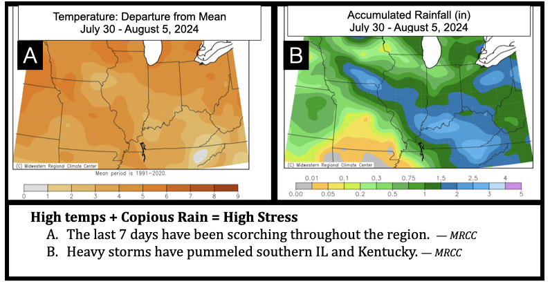 High temps + Copious Rain = High Stress
The last 7 days have been scorching throughout the region.  — MRCC
Heavy storms have pummeled southern IL and Kentucky. — MRCC