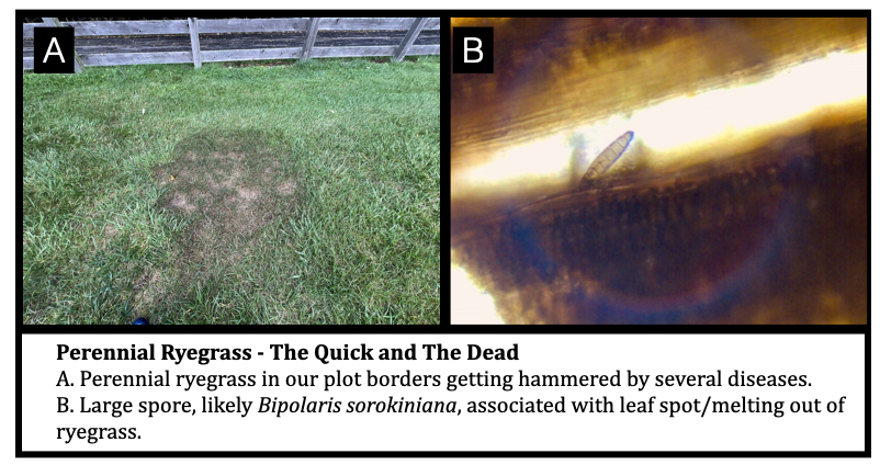 Perennial Ryegrass - The Quick and The Dead
A. Perennial ryegrass in our plot borders getting hammered by several diseases.
B. Large spore, likely Bipolaris sorokiniana, associated with leaf spot/melting out of ryegrass.