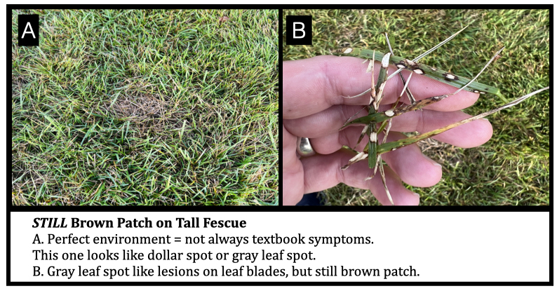 STILL Brown Patch on Tall Fescue
A. Perfect environment = not always textbook symptoms.  This one looks like dollar spot or gray leaf spot. 
B. Gray leaf spot like lesions on leaf blades, but still brown patch.