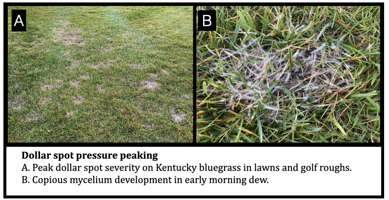 Dollar spot pressure peaking
A. Peak dollar spot severity on Kentucky bluegrass in lawns and golf roughs.
B. Copious mycelium development in early morning dew. 