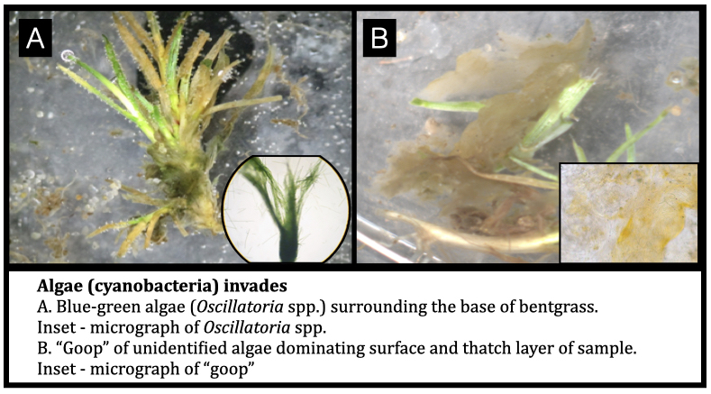 Algae (cyanobacteria) invades
A. Blue-green algae (Oscillatoria spp.) surrounding the base of bentgrass.  Inset - micrograph of Oscillatoria spp.
B. “Goop” of unidentified algae dominating surface and thatch layer of sample. Inset - micrograph of “goop”