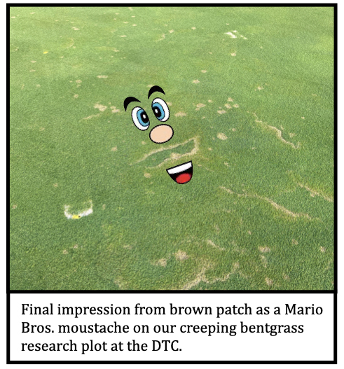 Final impression from brown patch as a Mario Bros. moustache on our creeping bentgrass research plot at the DTC. 