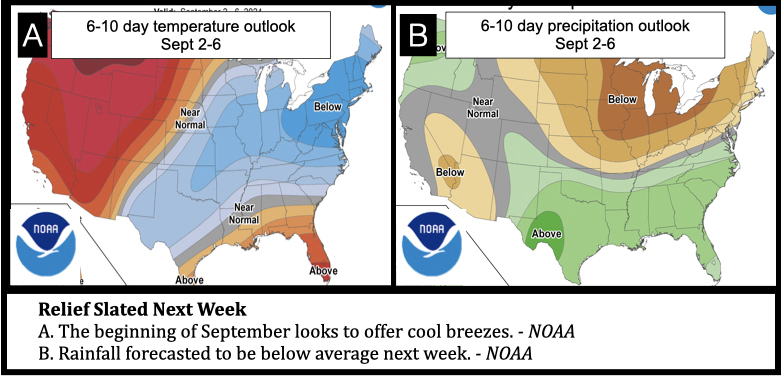 Relief Slated Next Week
A. The beginning of September looks to offer cool breezes. - NOAA
B. Rainfall forecasted to be below average next week. - NOAA