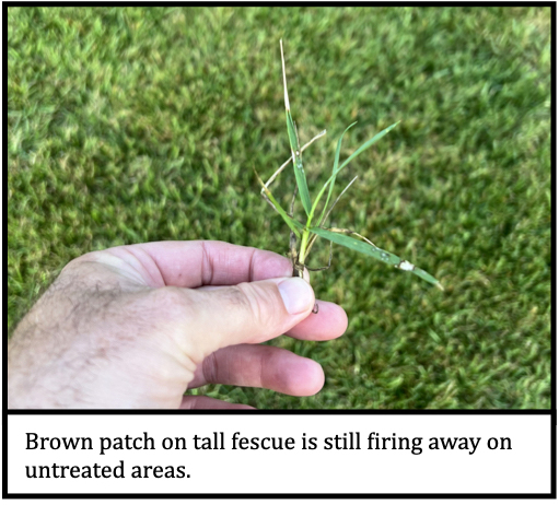 Brown patch on tall fescue is still firing away on untreated areas.