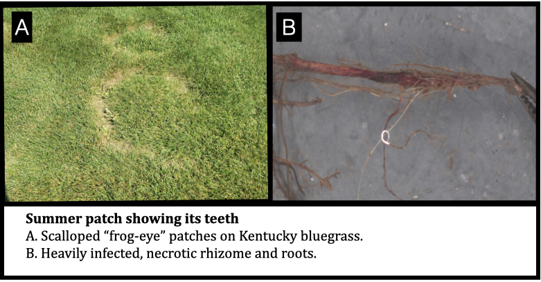 Summer patch showing its teeth
A. Scalloped “frog-eye” patches on Kentucky bluegrass.
B. Heavily infected, necrotic rhizome and roots. 