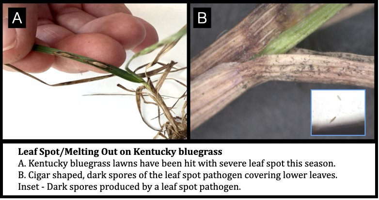 Leaf Spot/Melting Out on Kentucky bluegrass
A. Kentucky bluegrass lawns have been hit with severe leaf spot this season.
B. Cigar shaped, dark spores of the leaf spot pathogen covering lower leaves.  Inset - Dark spores produced by a leaf spot pathogen.