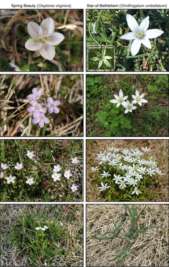 White Flowering Weeds In Lawns | MyCoffeepot.Org