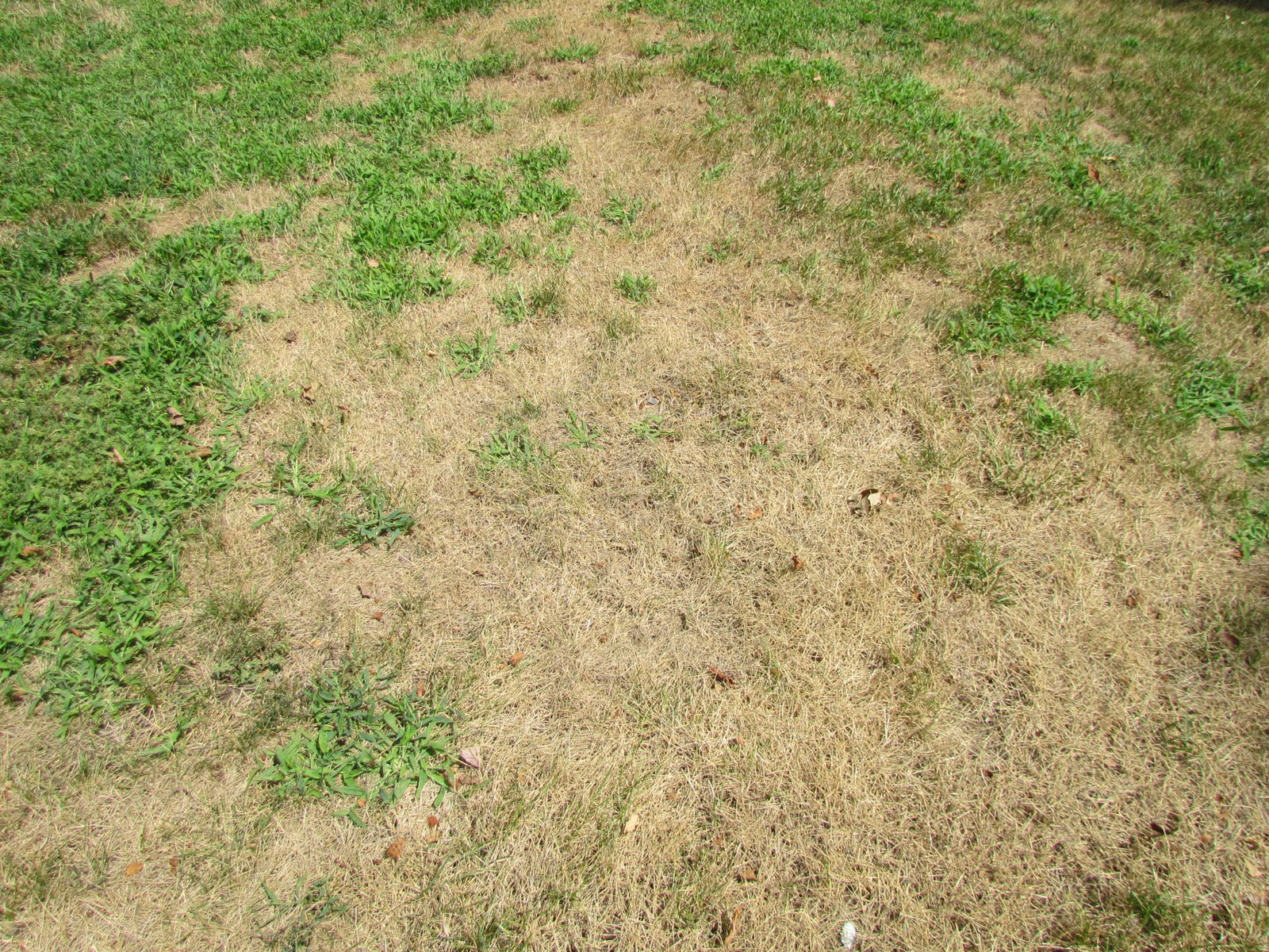 Turf: Dead or Alive? | Purdue University Turfgrass Science at Purdue ...