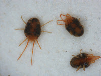 Clover Mites 