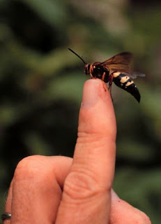 cicada killer stinger