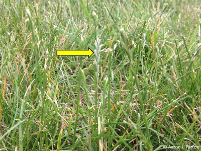 Perennial ryegrass seedheads: Now and Later | Purdue University ...