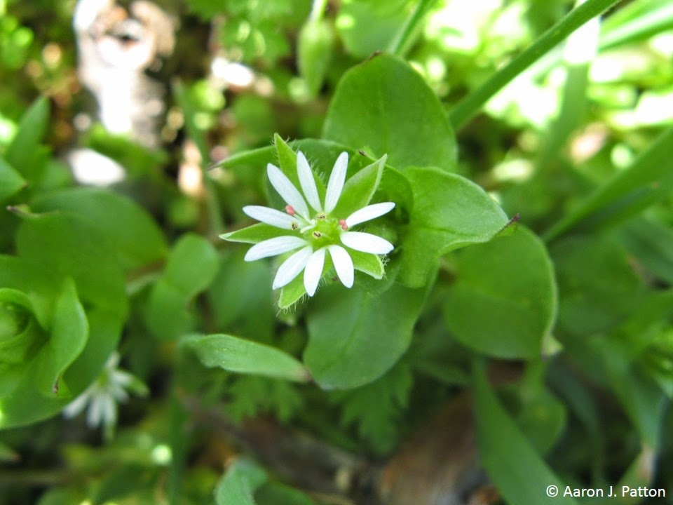 10 petal flower