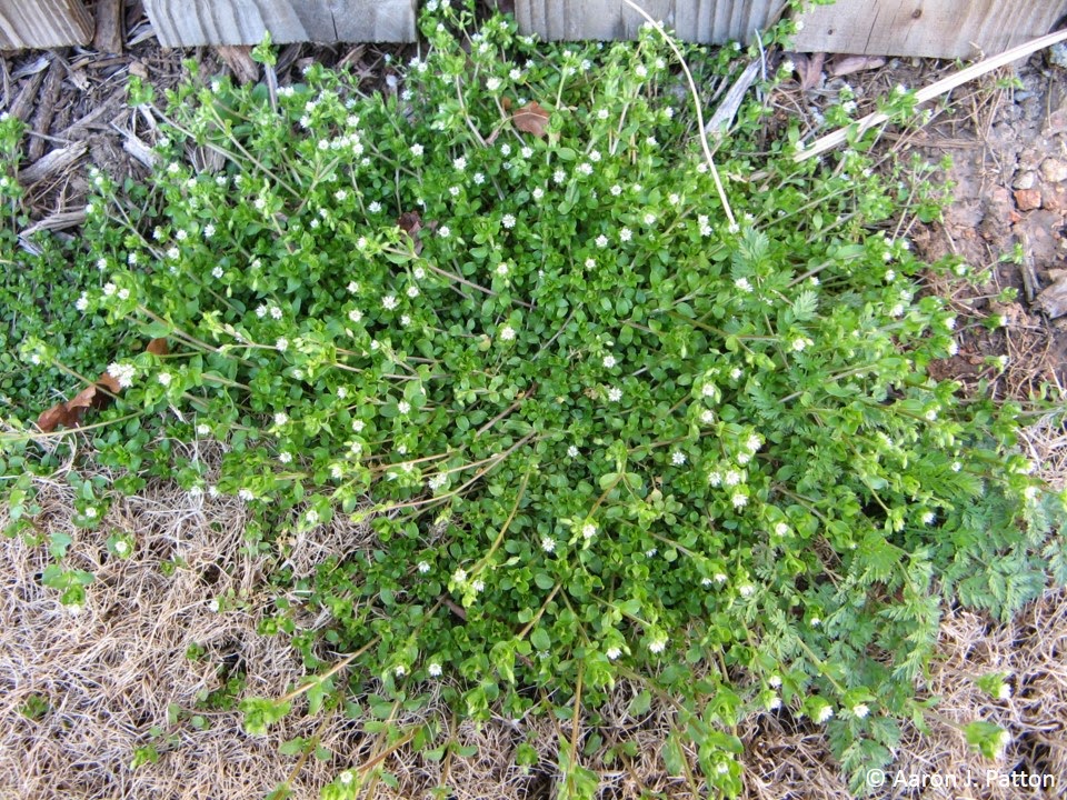 Common Chickweed | Purdue University Turfgrass Science at Purdue University