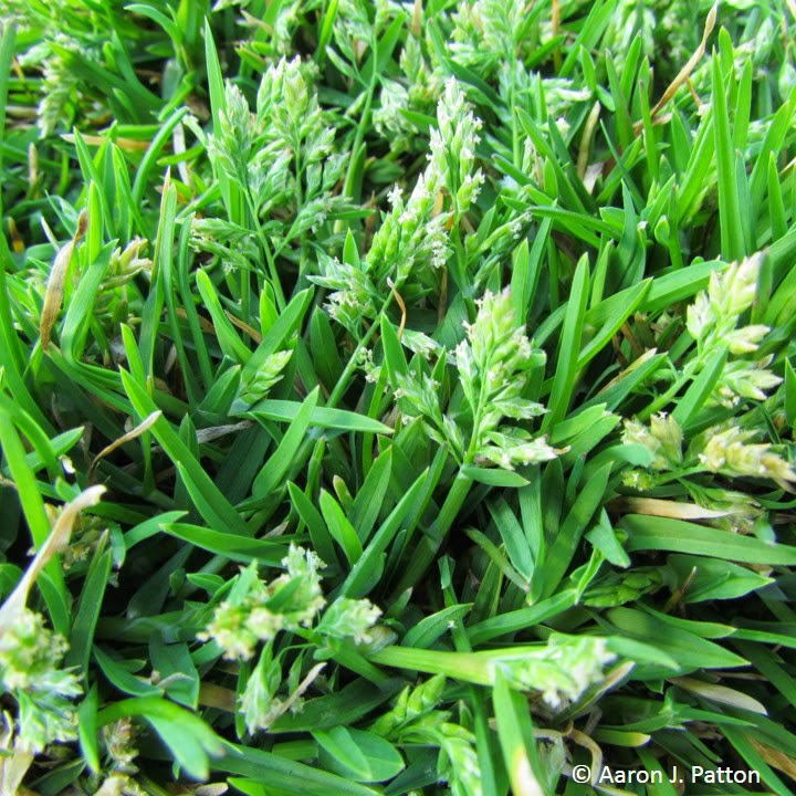 Annual Bluegrass Purdue University Turfgrass Science At Purdue University