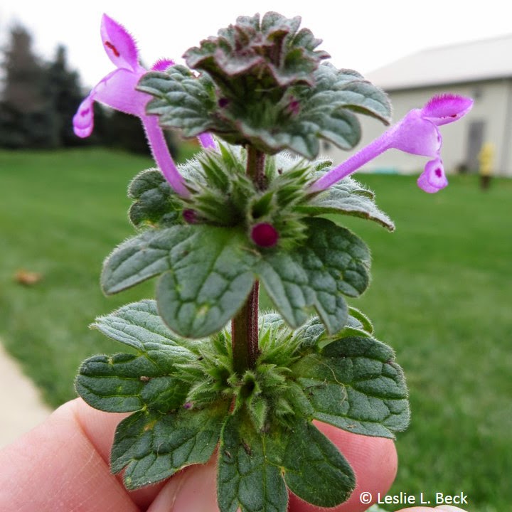 Henbit: Weed Control Indianapolis - Blue Duck Lawn Care