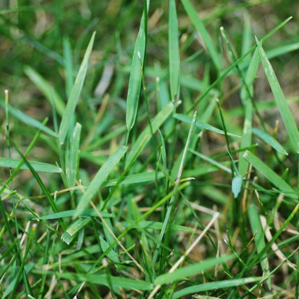 Turfgrass Weeds | Purdue University Turfgrass Science at Purdue University