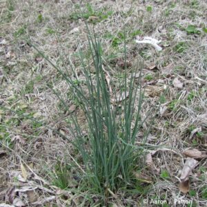 Weed of the Month | Purdue University Turfgrass Science at Purdue ...