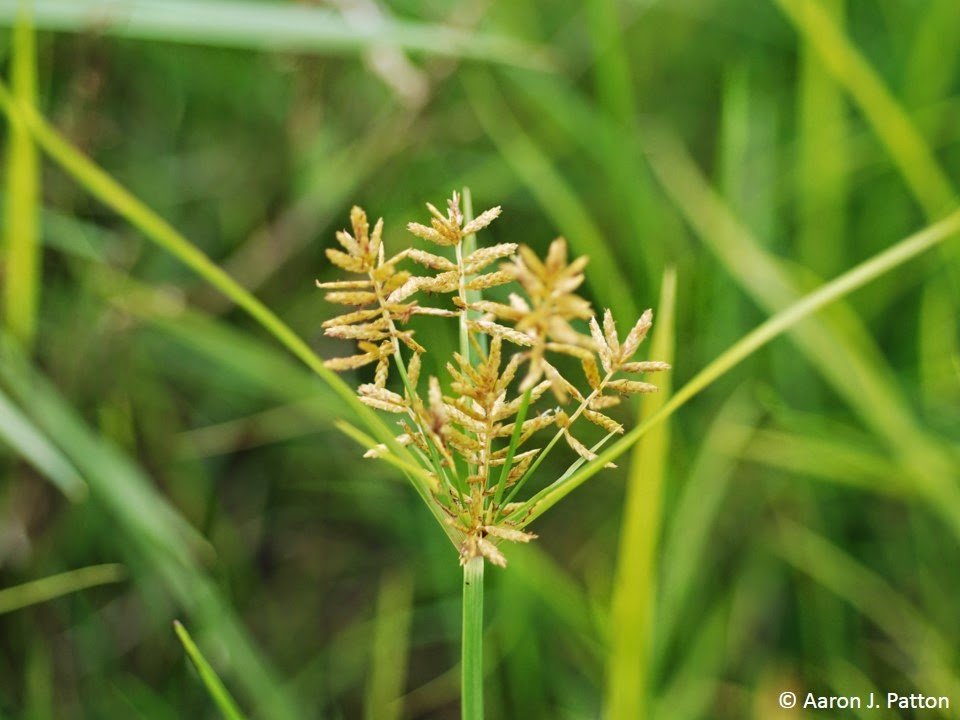 yellow nutsedge seed