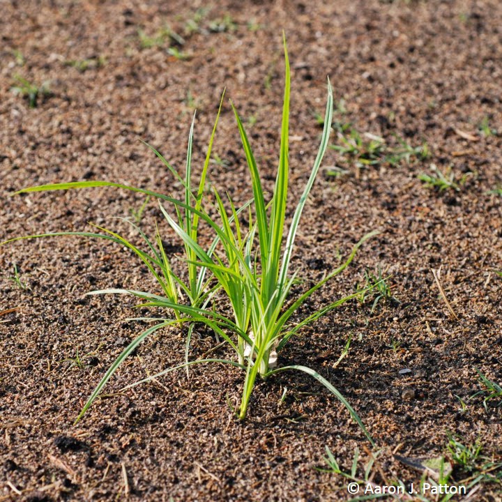 yellow nutsedge seed