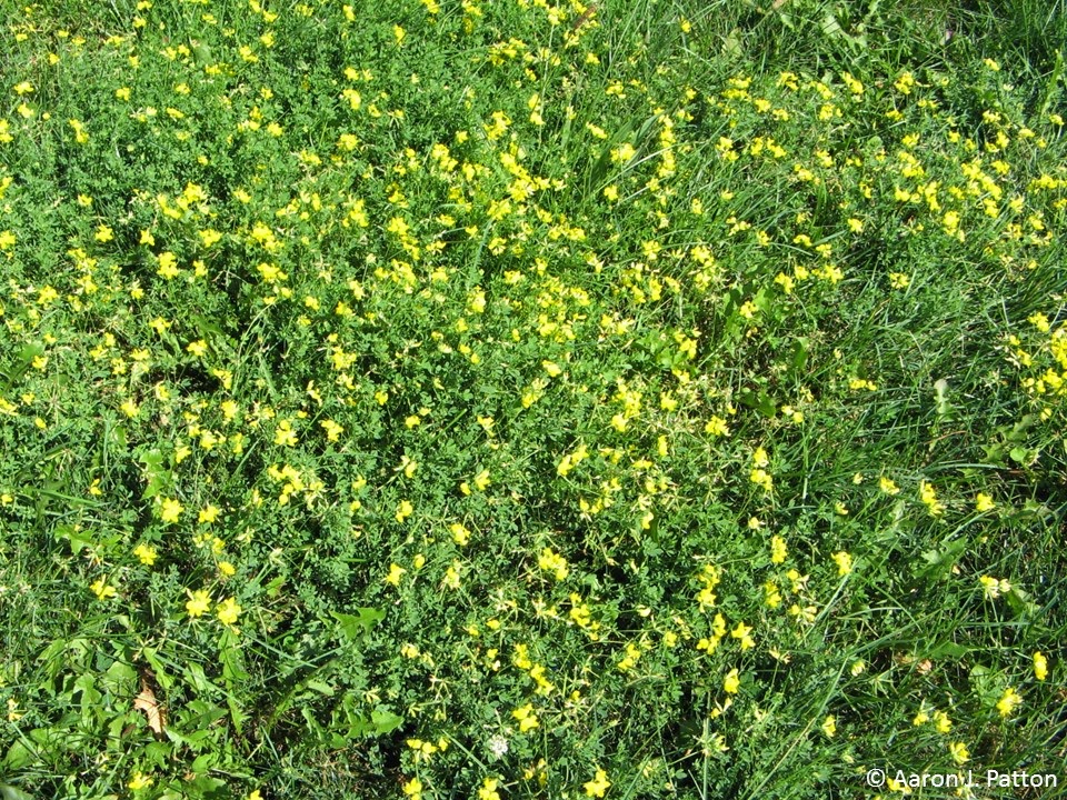 small yellow flower weed in grass - Williemae Inman