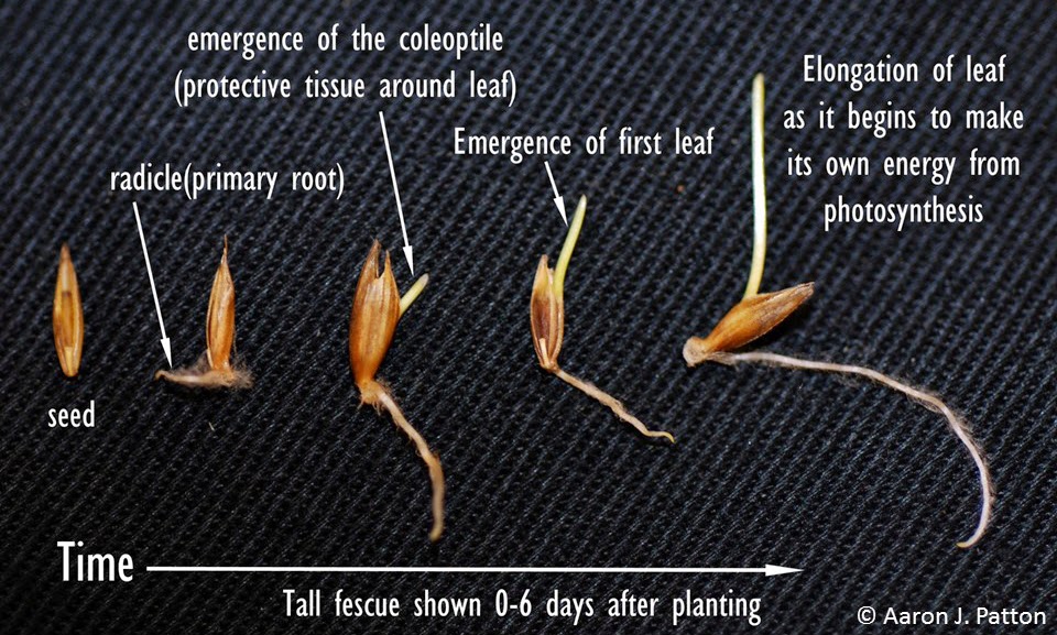 Watering Newly Seeded Areas | Purdue University Turfgrass Science at