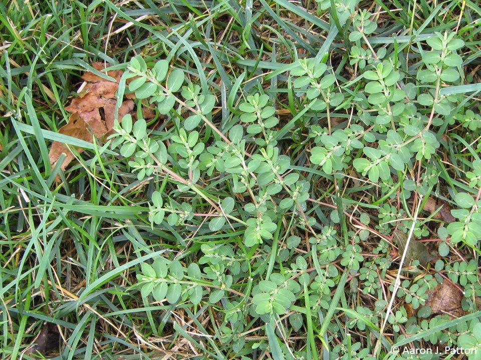 Spurge in the lawn