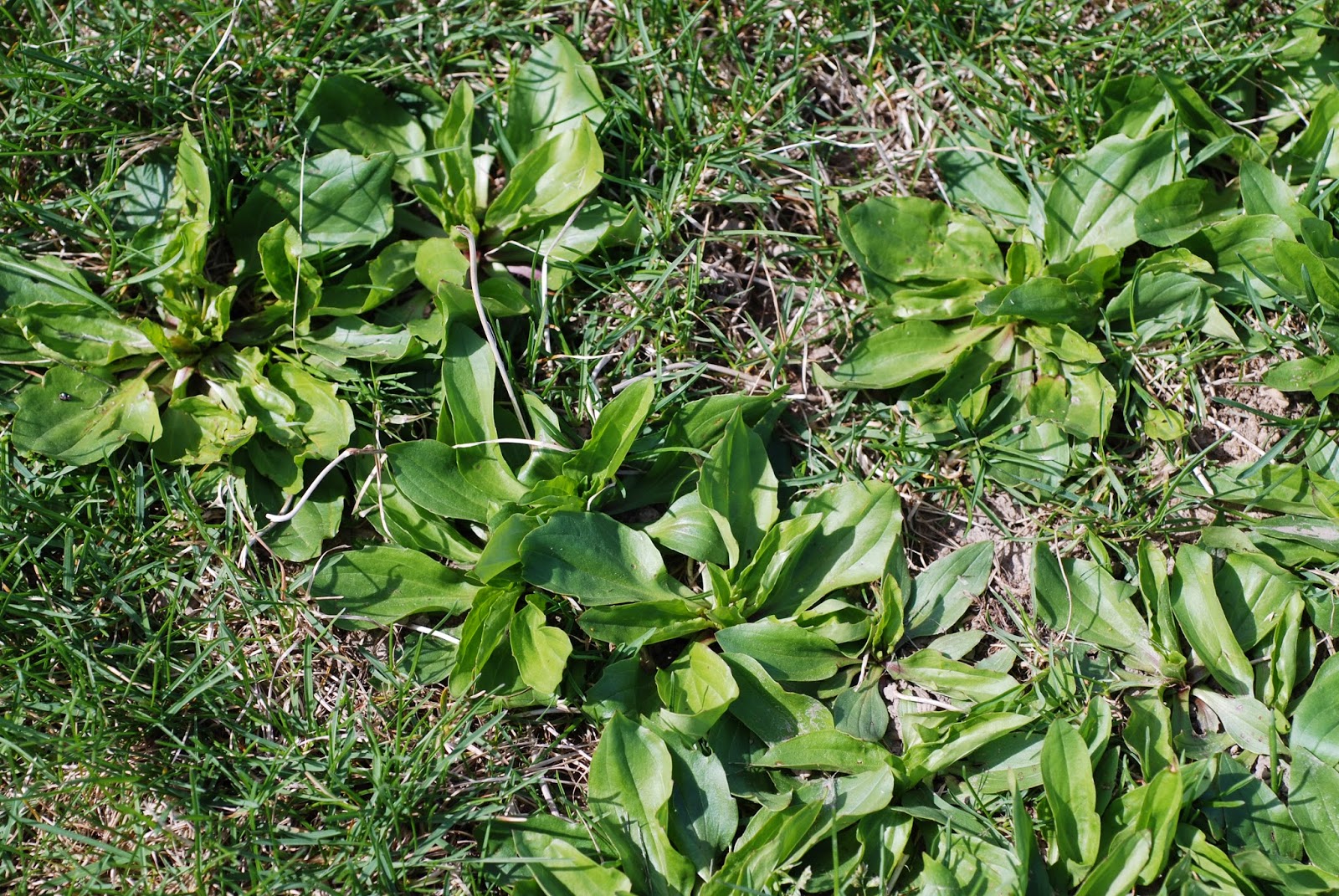 Broadleaf Plantain Purdue University Turfgrass Science At Purdue