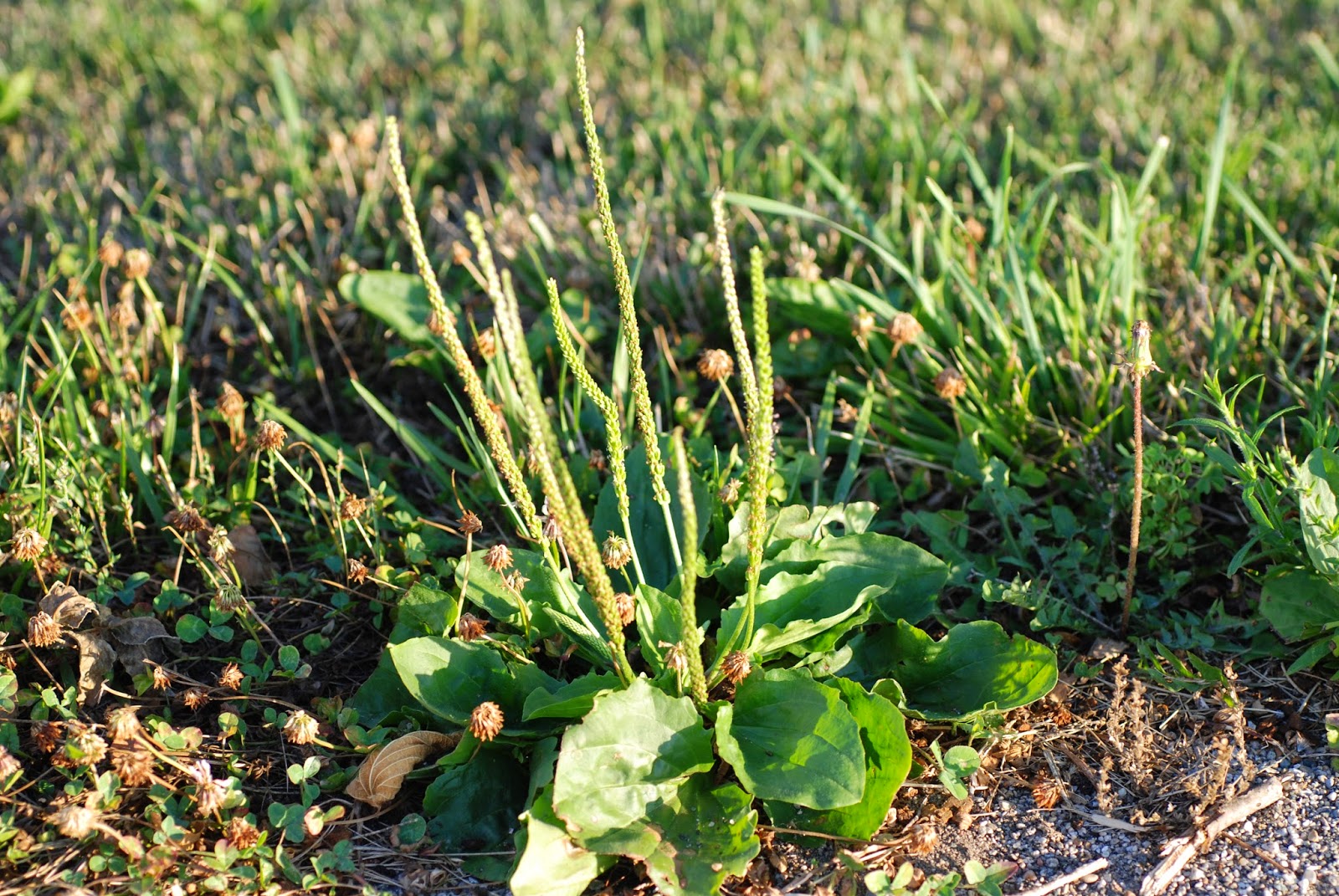 Подорожник корень. Подорожник большой сорное растение. Broadleaf Plantain. Plantago Major порошок. House and Weeds near the House - Nettle, Plantain, narrow-leaved Fireweed, Medium Starweed, Burdock.