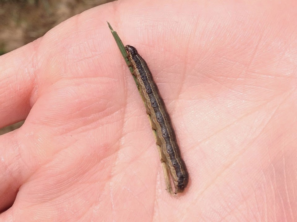 Warning Its The Invasion Of The Fall Armyworms In Indiana Red