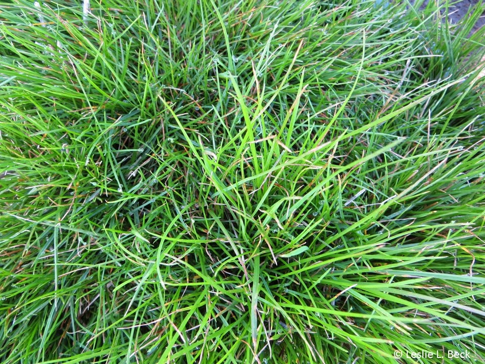 Bluegrass Grass Varieties