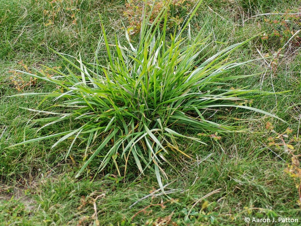 Weed Of The Month For March 2015 Is Tall Fescue Turfgrass Science At