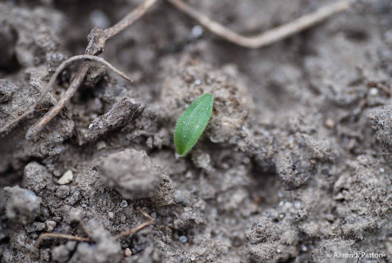 Common Questions About Crabgrass Germination and Preemergence