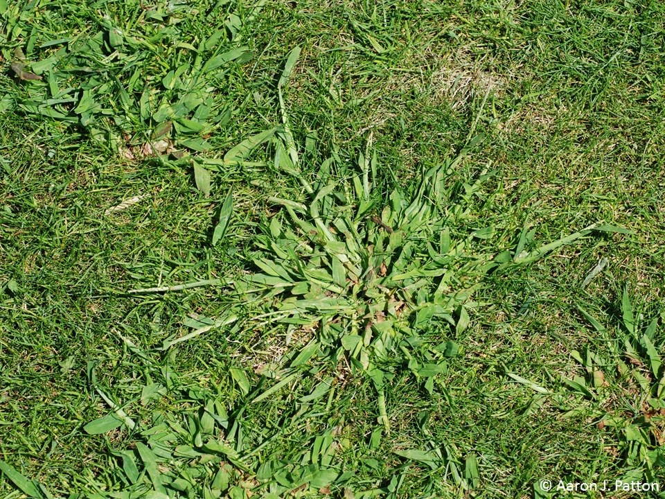 Weed Of The Month For April 2015 Is Smooth Crabgrass Turfgrass