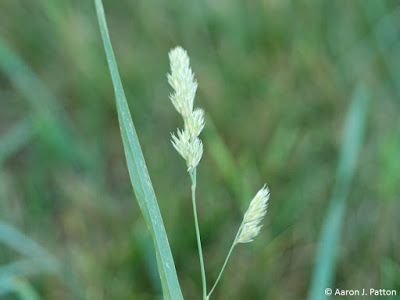 orchard grass seed head