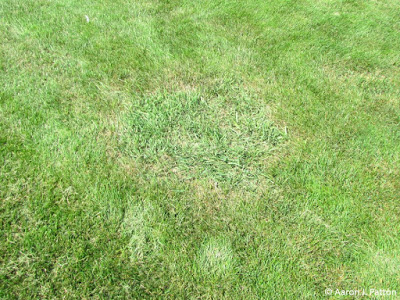 Patch of Quackgrass in a lawn.