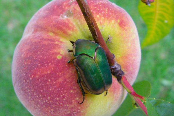 What Was That? Flying Green June Beetles Will Get Your Attention