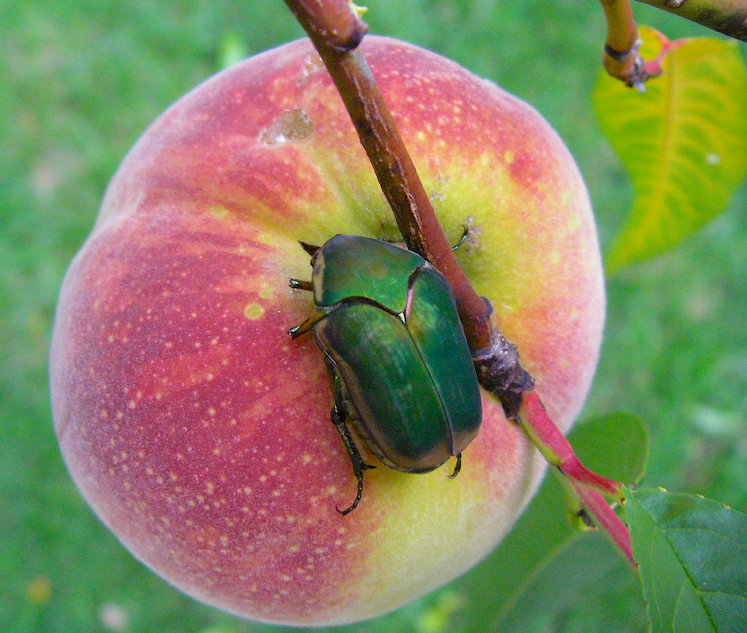 green june beetle