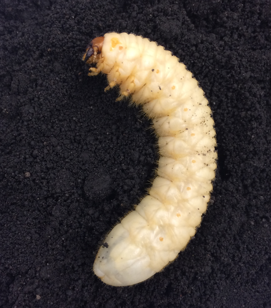 june bug larvae