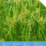 Turfgrass Weed Control for Professionals 2020