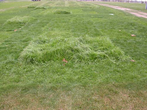 Mowing 2025 annual ryegrass