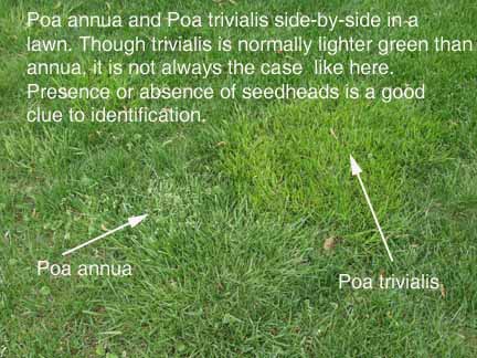 Poa annua, Poa trivialis in Lawns and Athletic Fields | Purdue University  Turfgrass Science at Purdue University