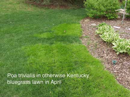Poa annua, Poa trivialis in Lawns and Athletic Fields | Purdue University  Turfgrass Science at Purdue University