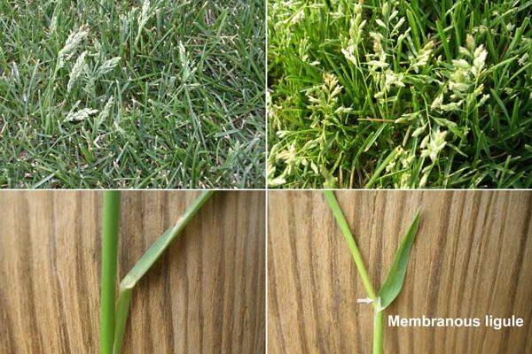 Forage Grass Poa Annua Seeds/Blue Grass Seeds/ Kentucky Bluegrass