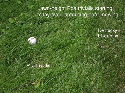 Summer stress of Poa annua and Poa trivialis in Lawns and Sports Fields |  Purdue University Turfgrass Science at Purdue University