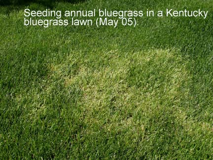 annual bluegrass
