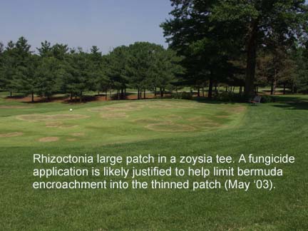 zoysia patch