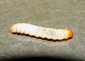 Late Season Insects Found in Turfgrass | Purdue University Turfgrass ...