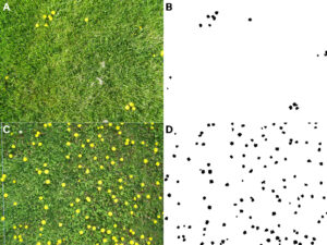 images of dandelions in field plots and the image overlays produced from the digital image analysis