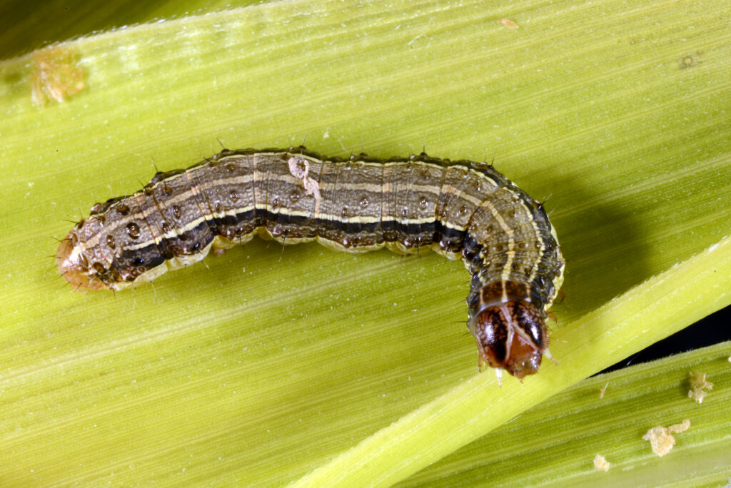 A fall armyworm caterpillar with characteristic stripes and inverted, light-colored Y-shape on the head.