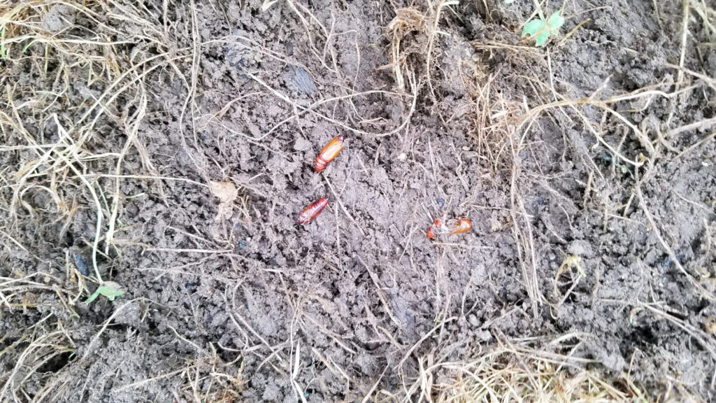 Fall armyworm pupae found at the soil surface in a stand of turfgrass damaged by the larvae.